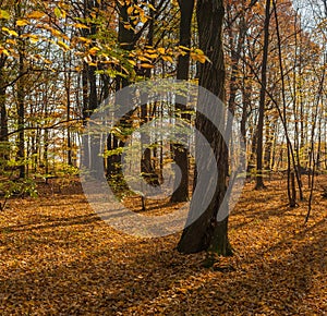Beautiful autumn forest with shadows from trees. Panoramic photo of a warm autumn day in the forest.