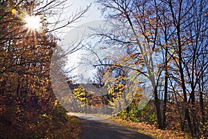 Beautiful autumn forest with sunbeam and winding road