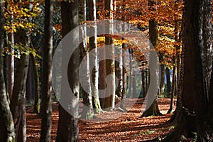 Beautiful autumn forest