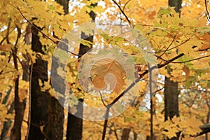 Beautiful autumn forest with yellow leaves