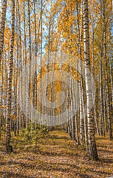 Beautiful autumn forest with yelow birches