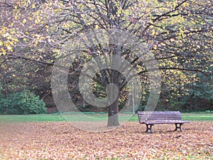 Beautiful autumn and garden chair under the tree with deciduous leaves