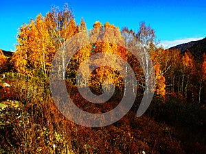 Beautiful autumn, golden birch