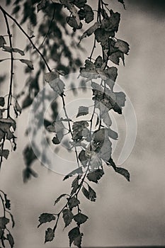 Autumn golden birch leaves on a branch