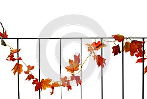 Beautiful autumn golden maple leaves growing climber on black steel fence isolated on white background