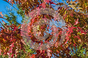 Beautiful autumn japanese maple tree with red leaves against on the blue sky