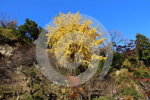 Beautiful autumn - Kamakura, Japan