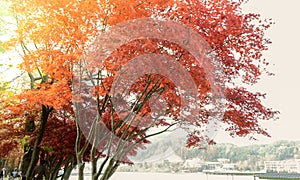 Beautiful Autumn  in Korea