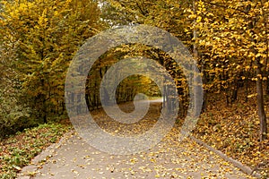 Beautiful autumn landscape. Autumn gradient of flowers. Colorful foliage on the trees