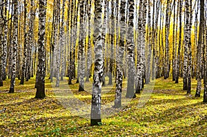 Beautiful autumn landscape, birches with yellow  leaves in the wind, autumn forest, falling leaves