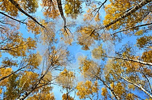 Beautiful autumn landscape, birches with yellow  leaves in the wind, autumn forest, falling leaves