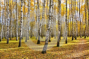 Beautiful autumn landscape, birches with yellow  leaves in the wind, autumn forest, falling leaves