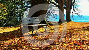 Beautiful autumn landscape with the bright foliage and the empty bench in the park.