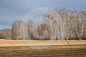 Beautiful autumn landscape. Bright yellow field, birch grove and blue sky. Field after harvest