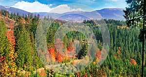 Beautiful autumn landscape. Bright yellow, green and red leaves of trees. Wide photo