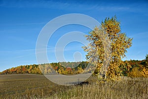 Beautiful autumn landscape colored in yellow birch forest