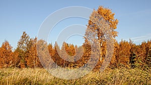 Beautiful autumn landscape. Colorful forest.