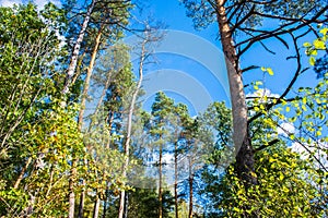 Beautiful autumn landscape.Colorful mixed forest against a clear blue sky, with clouds floating in the distance