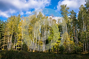 Beautiful autumn landscape.Colorful mixed forest against a clear blue sky, with clouds floating in the distance