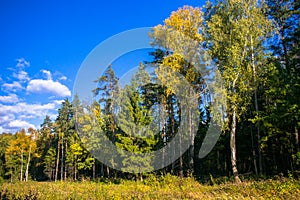 Beautiful autumn landscape.Colorful mixed forest against a clear blue sky, with clouds floating in the distance