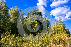 Beautiful autumn landscape.Colorful mixed forest against a clear blue sky, with clouds floating in the distance