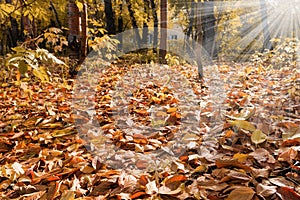 Beautiful autumn landscape in the forest. Falling yellow leaves in the park