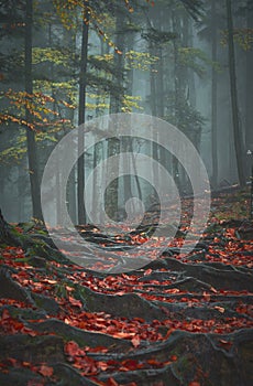 beautiful autumn landscape with forest in the fog 01
