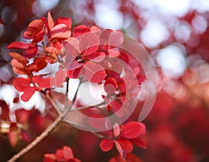 Beautiful autumn landscape in forest, red leaves in sunlight