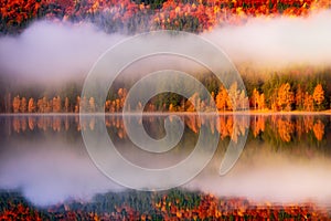 Beautiful autumn landscape with golden and copper colored trees in the mist