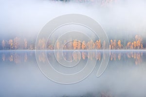 Beautiful autumn landscape with golden and copper colored trees in the mist