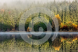 Beautiful autumn landscape with golden and copper colored trees in the mist photo