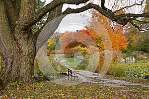 beautiful autumn landscape - golden Polish autumn - autumn alley