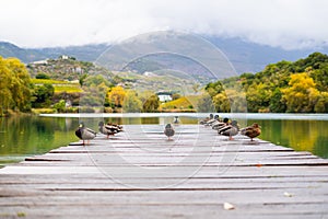 Beautiful autumn landscape with lake and wild ducks on wooden pier/jetty