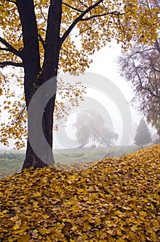 Beautiful autumn landscape with leaves and morning fog