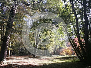 Beautiful autumn landscape with the morning fog