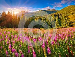 Beautiful autumn landscape in mountains with pink flowers.