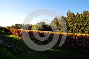 Beautiful Autumn Landscape With Multi-Colored Lines Of Vineyards Grapevines. Autumn Color Vineyard