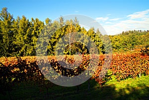 Beautiful Autumn Landscape With Multi-Colored Lines Of Vineyards Grapevines. Autumn Color Vineyard