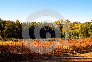 Beautiful Autumn Landscape With Multi-Colored Lines Of Vineyards Grapevines. Autumn Color Vineyard