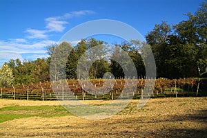 Beautiful Autumn Landscape With Multi-Colored Lines Of Vineyards Grapevines. Autumn Color Vineyard