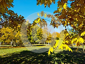 Beautiful autumn landscape. Oak tree yellow leaves, blue sky and fall city park at background on a sunny day.