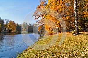 Beautiful autumn landscape. The pond in the autumn in city park