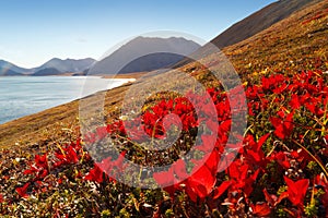 Beautiful autumn landscape with red leaves of bearberry (Arctous) on a hillside photo