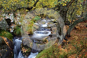 Beautiful autumn landscape, river flowing over rocks in an autumn background full of leaves on the ground. Location Rascafria,