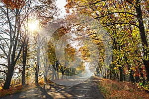 Beautiful autumn landscape with the road and the sun`s rays of the setting sun