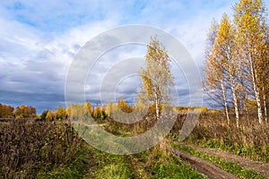 Beautiful autumn landscape with a rural road and trees with yellow leaves