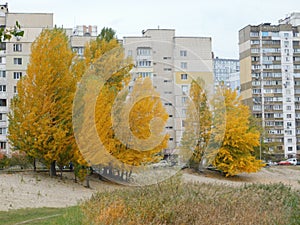 beautiful autumn landscape tall trees with yellow leaves growing near high-rise demos photo