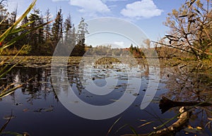 Beautiful autumn landscape view with Seneca lake surface covered with waterlilly pads and old pine trees on the bank