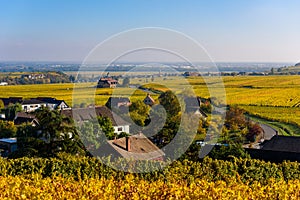 Beautiful autumn landscape with vineyards near the historic village of Riquewihr, Alsace, France - Europe. Colorful travel and