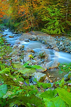 Beautiful autumn landscape whit forest and waterfall. Summer forest photography